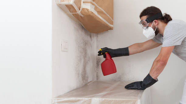 Professional Black Mold Remediation technician working in Puyallup, WA