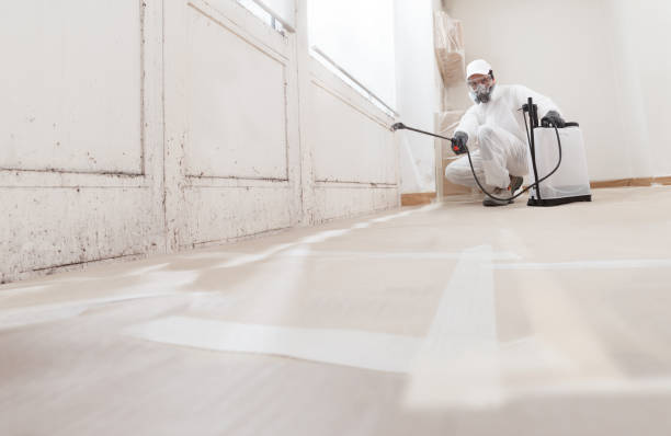 24/7 Emergency Black Mold Remediation experts in Puyallup, WA