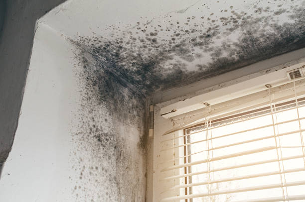 Affordable Black Mold Remediation solutions in Puyallup, WA