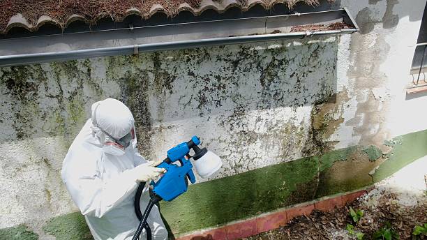 Top rated local Black Mold Remediation specialists in Puyallup, WA